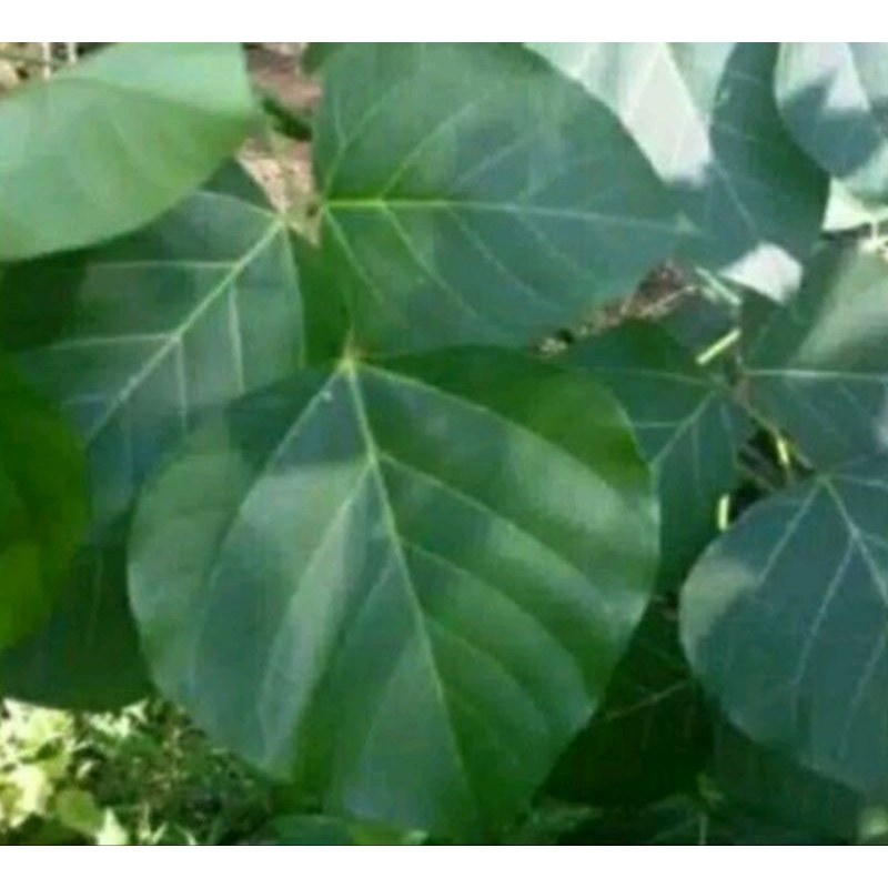 

daun Dadap segar herbal alami penurun panas di petik saat di order