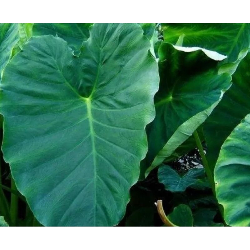 

daun talas kering