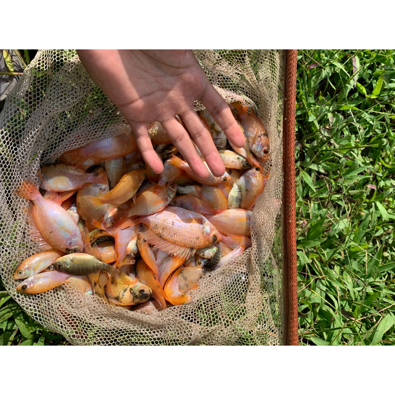 bibit ikan nila merah 2jari up