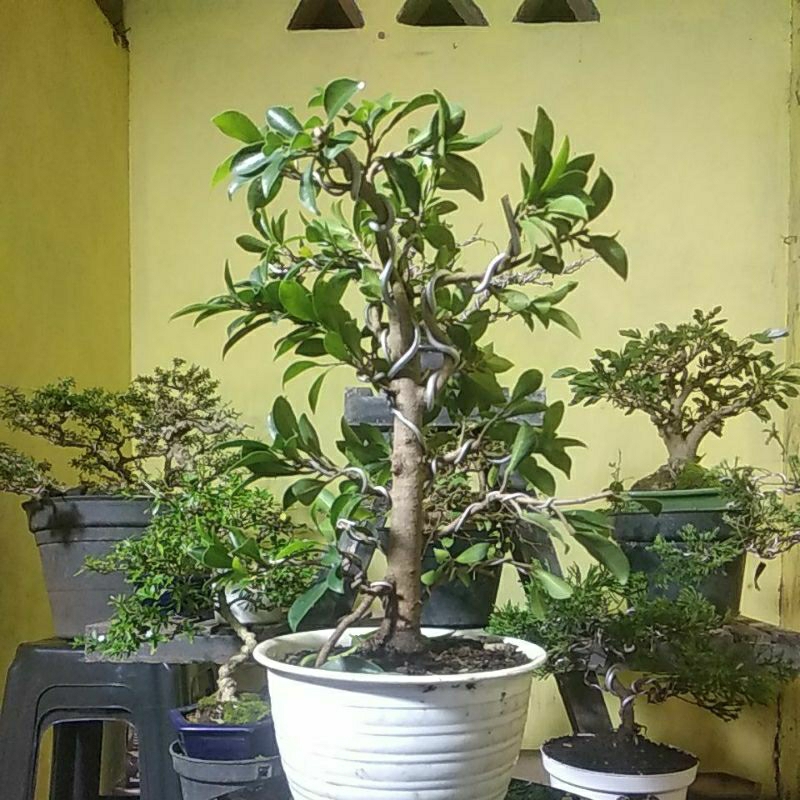 BONSAI BERINGIN ELEGAN