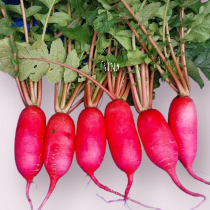 

LOBAK MERAH FRESH 1KG