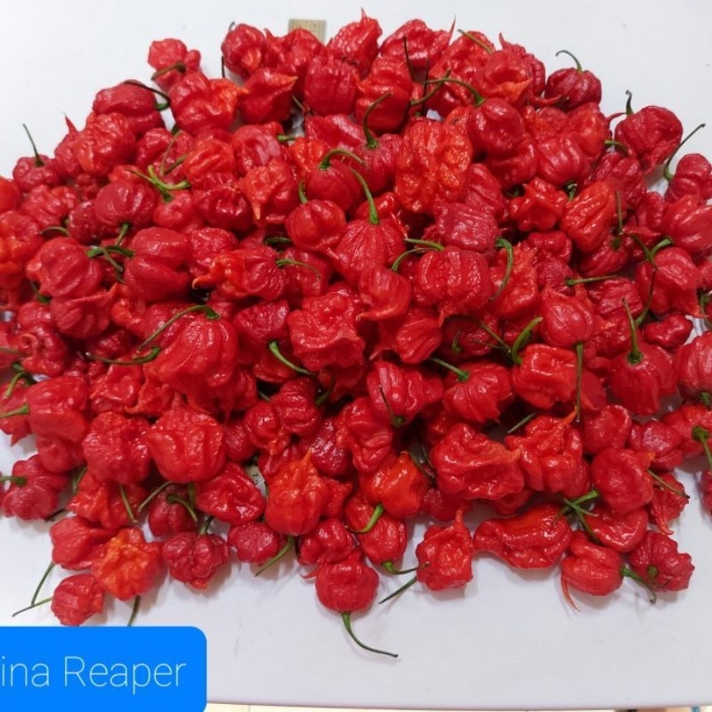 Carolina reaper cabai terpedas