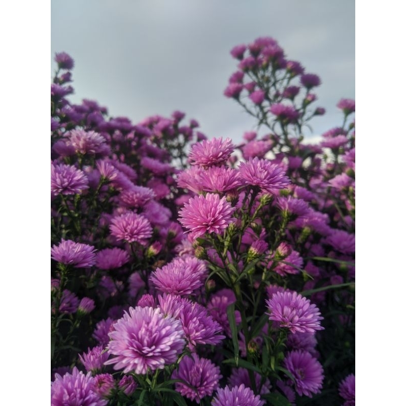 Bunga Pikok Potong Segar warna ungu~