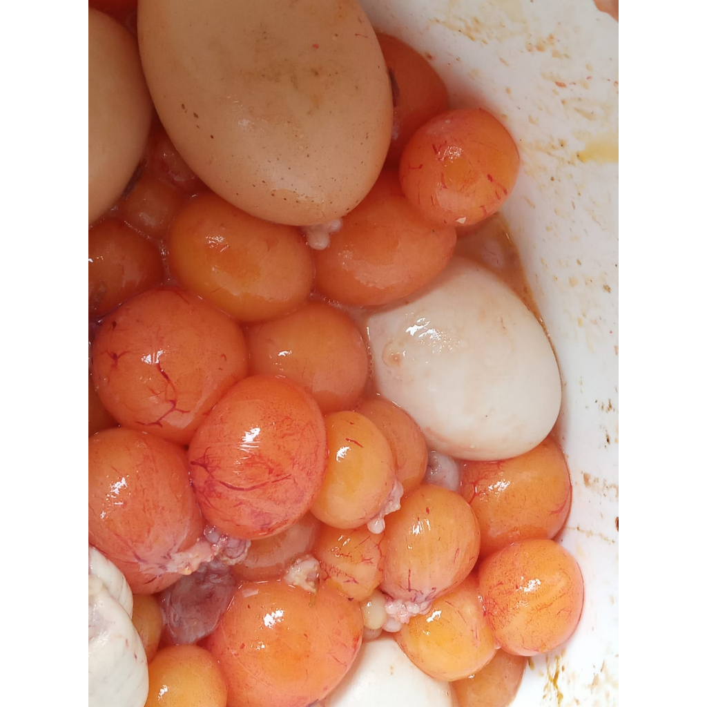 

TELOR MUDA 1 pack isi 900 sd 1kg/ isi banyak/murni telor muda aja/telor muda frozen