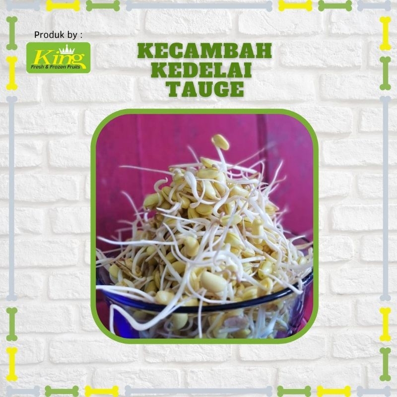 

Kecambah besar, cambah kedele touge, tauge, kecambah kacang kedelai segar