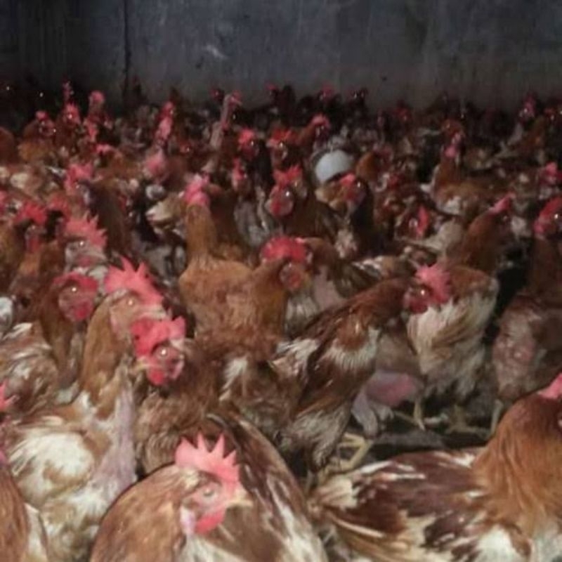 AYAM MERAH / AYAM PETELUR / AYAM AFKIR KONDISI HIDUP