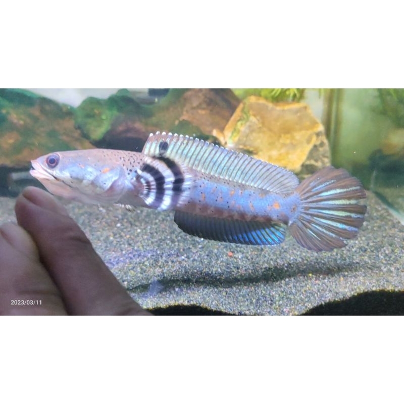 

blue pulcra
