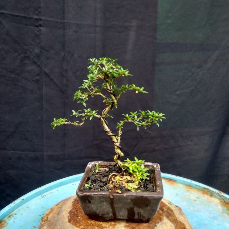 bonsai seribu bintang mikro