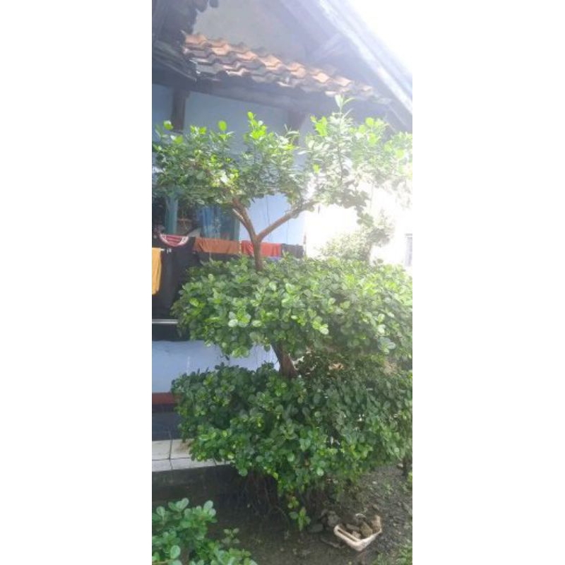 dolar korea beringin dolar stek pucuk sudah hidup