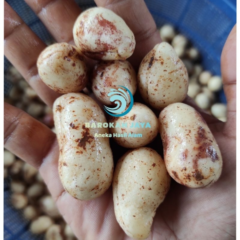 

KACANG BOGOR JUMBO 1 KG / VARIETAS UNGGUL