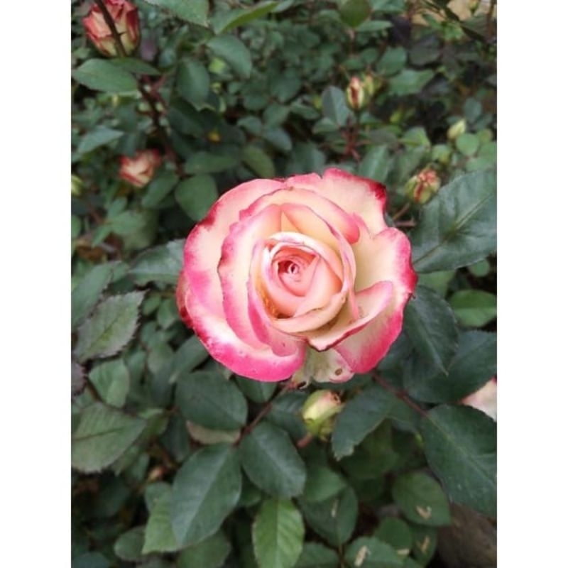 MAWAR HOLLAND MERAH PUTIH KOMPLANG