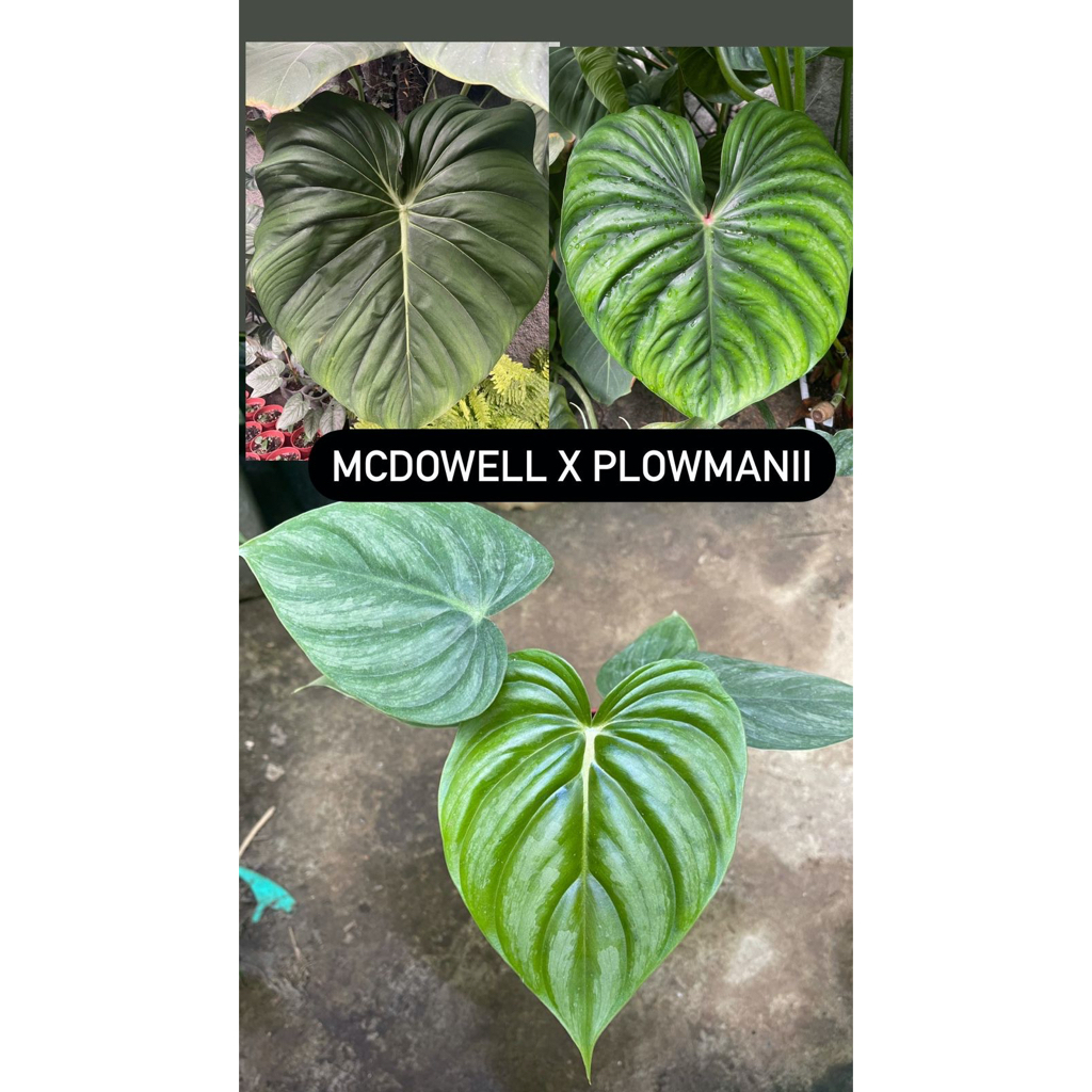 philodendron mcdowell x plowmanii philo confidant