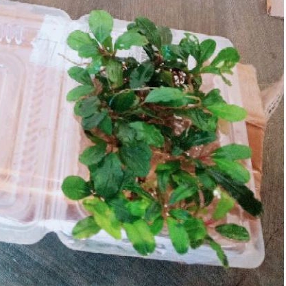 Buce MINI coin beli 3 mika gratis 1 mika Buce phalandra