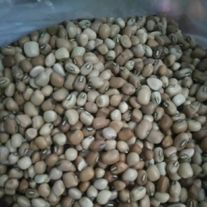 

KACANG TUNGGAK TOLO MERAH