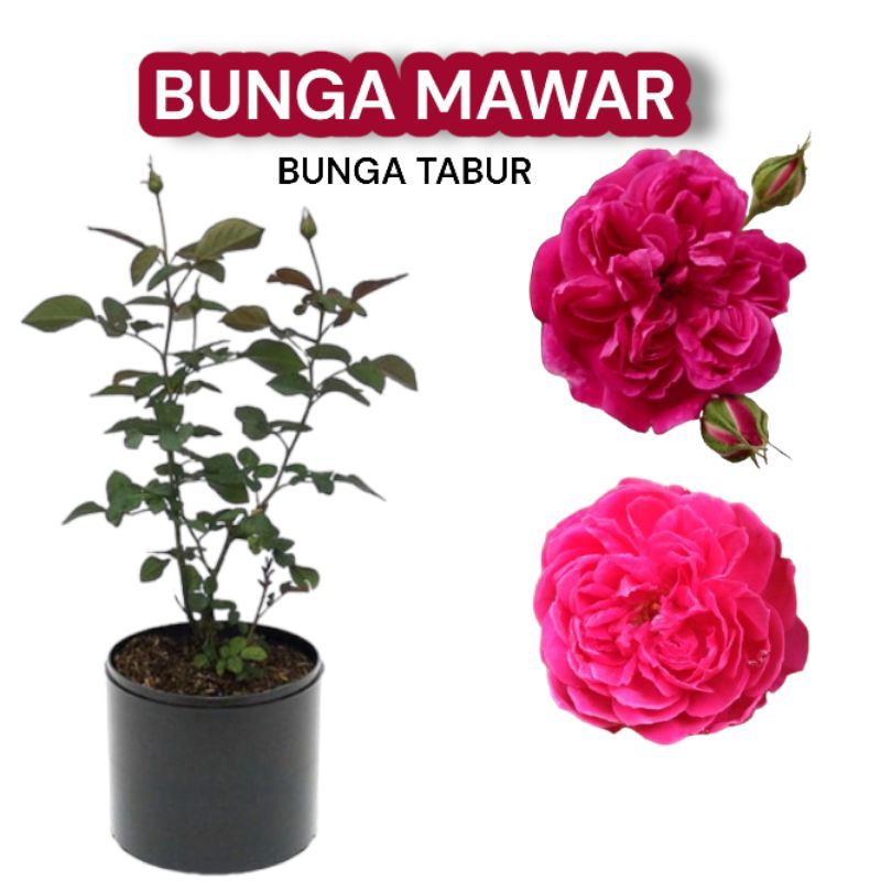 Bunga mawar/bunga tabur