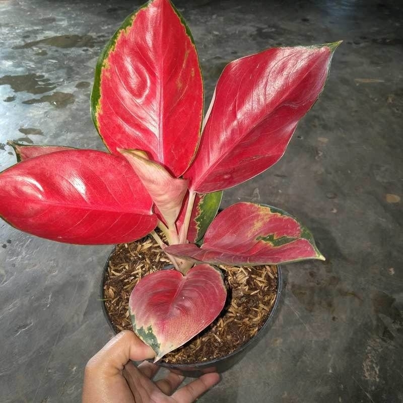 bunga aglonema suksom