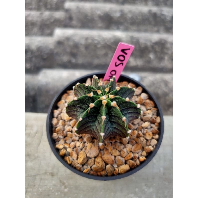 Kaktus Gymnocalycium-Gymno Vos 014a