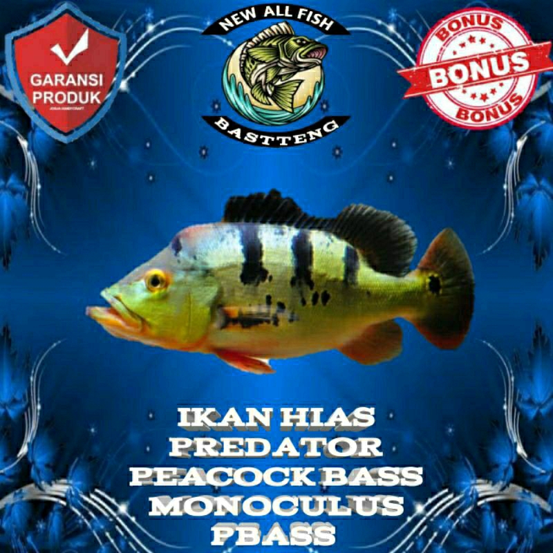 pbass monoculus  size 8-10cm