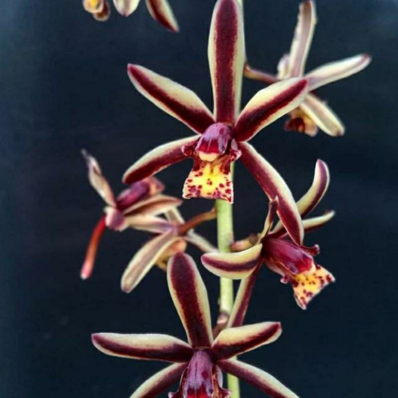Anggrek Cymbidium Bicolor Dewasa