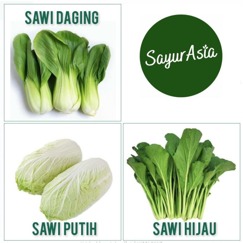 

SAWI DAGING / SAWI PUTIH / SAWI HIJAU