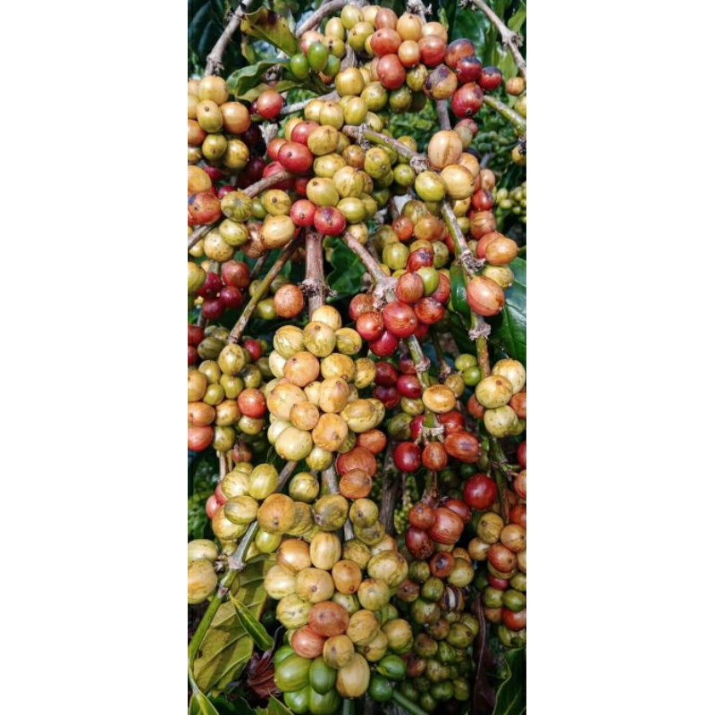 entres kopi tugu sari asli lampung utara 1/2 kg