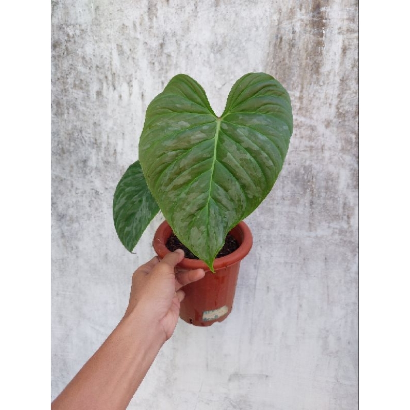 Philodendron Majestic