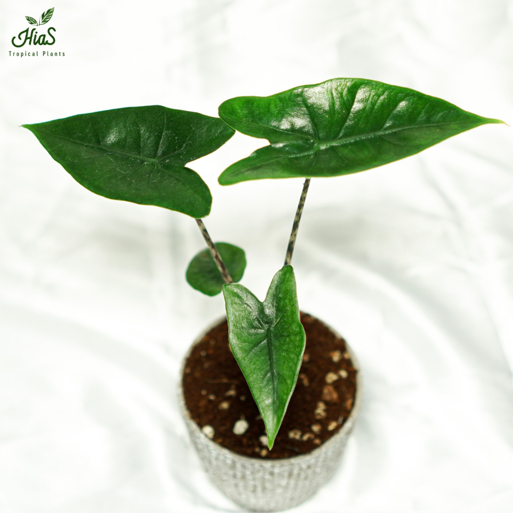 Tanaman Hias Bunga Promo Alocasia Zebrina M Hiastropical