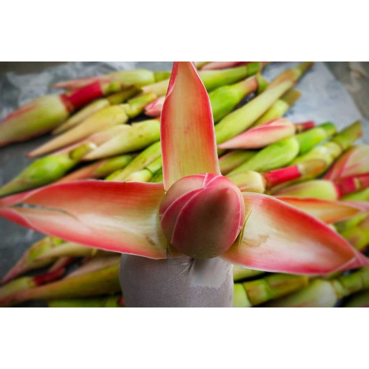 

Sayur Bunga Kecombrang 1Kg