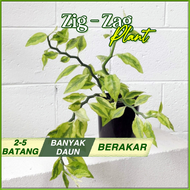 Zig Zag Plant Varigata