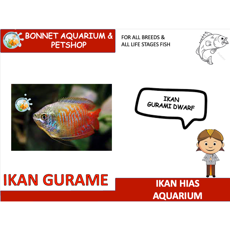 IKAN HIAS DWARF GURAMI IKAN HIASAN AQUARIUM