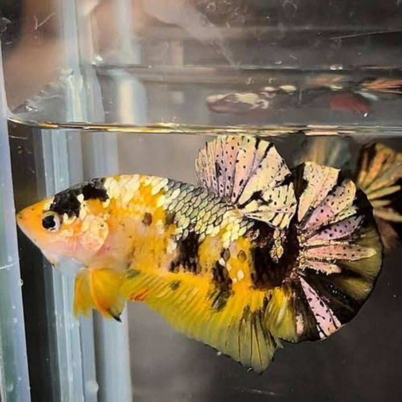 Cupang Yellow Koi Copper (YKC) Top Grade Variasi Hiasan Aquarium
