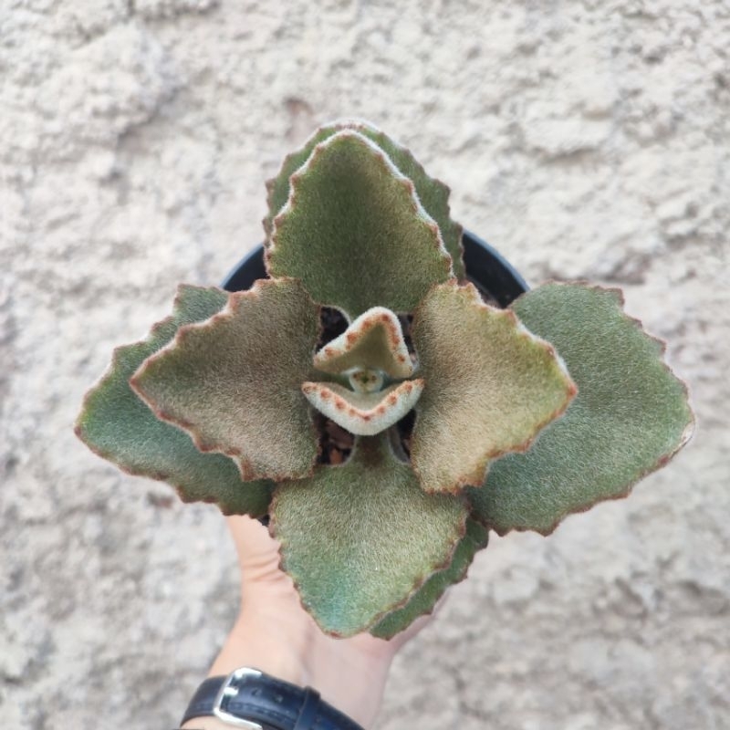 Kalanchoe Beharensis Fang | DP 10cm | Sukulen