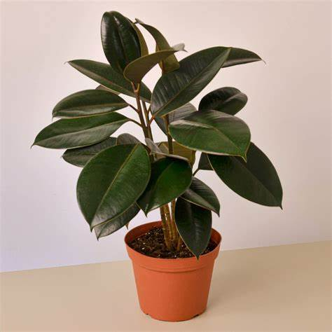 Tanaman Hias Ficus elastica burgundy