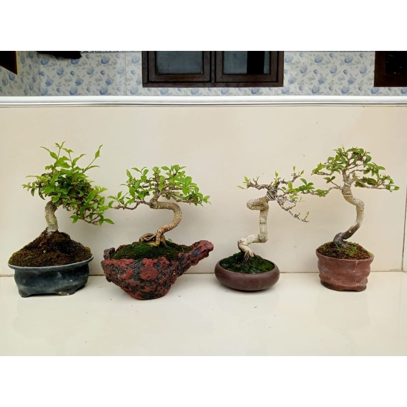 Bonsai Mini Sakura Mikro Siap Pajang/ Sakura Micro Siap Pajang