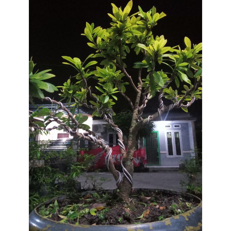 Bonsai Asoka Kuning
