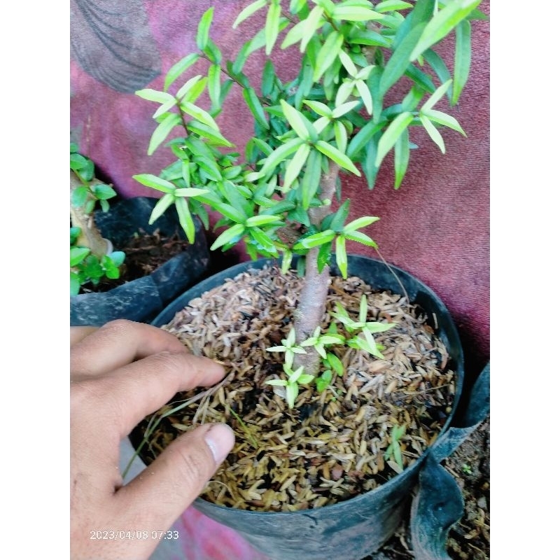 bahan bonsai anting putri mikro