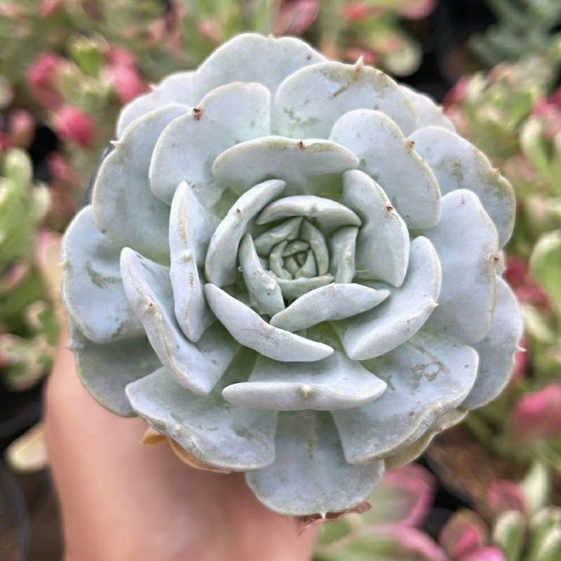 Sukulen Echeveria Runyonii