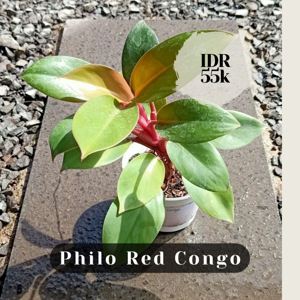 Philo Red Congo