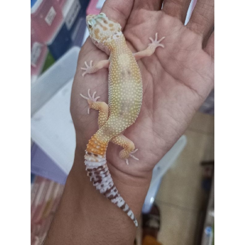 Tremper albino