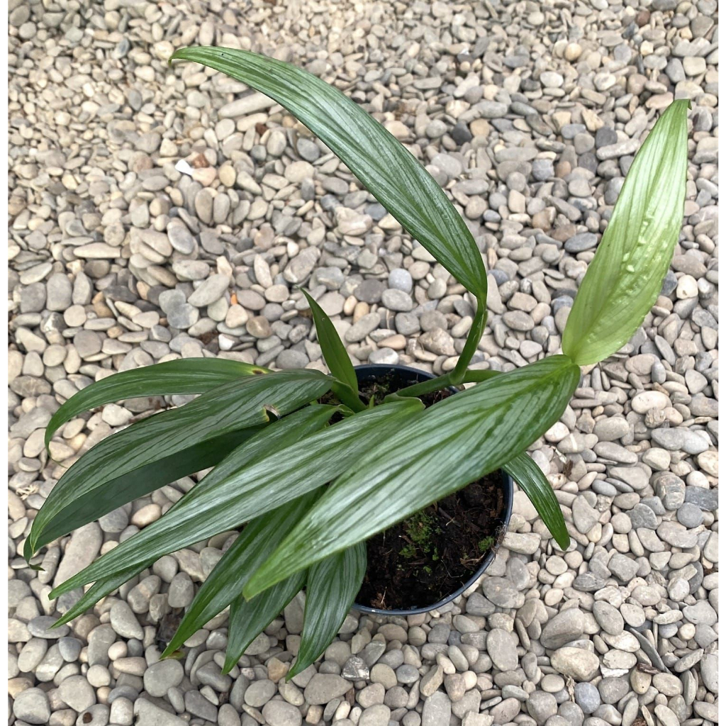 tanaman hias epipremnum amplissimum silver