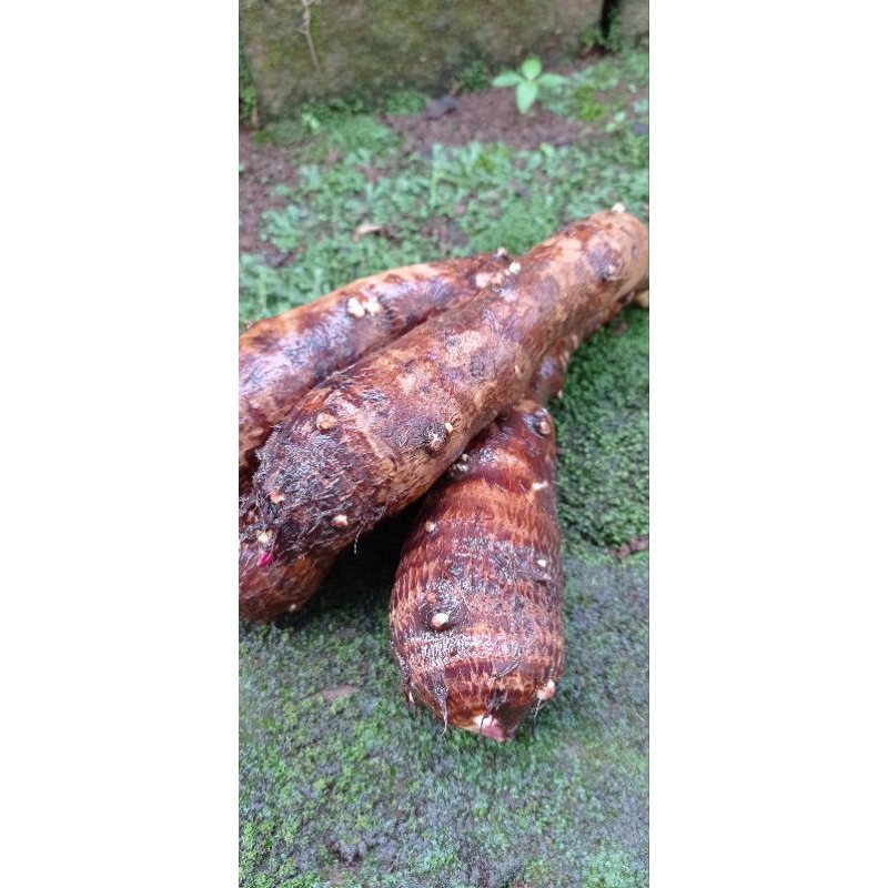 

Talas segar 1kg/sikimpul/kimpul segar/talas/1kg