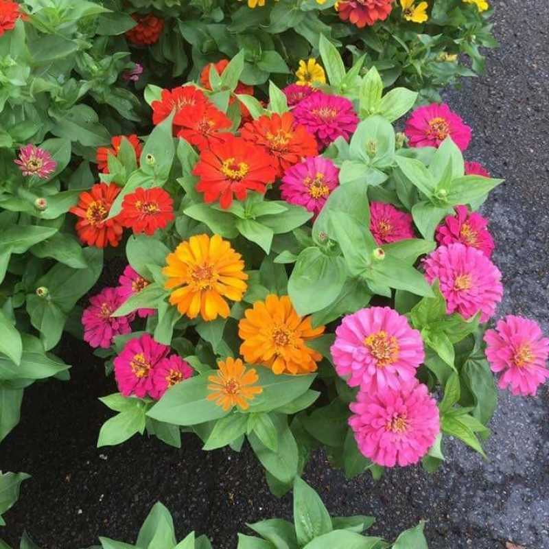 Tanaman Hias Bunga Zinnia (Zinnia violacea) / Bunga Kertas -berbunga-pohon hidup