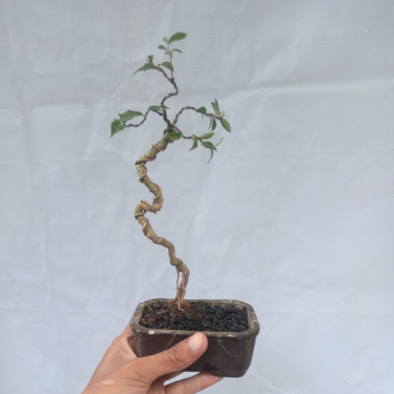 bonsai sakura mikro free pot siap pajang