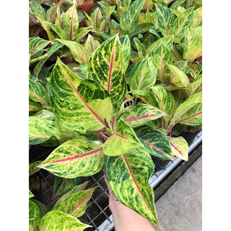 Aglaonema Red Panama Induk