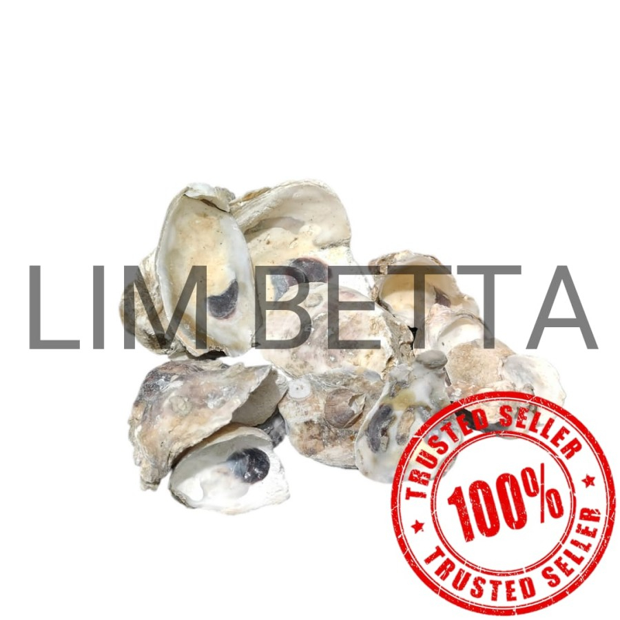 OYSTER SHELL 500 GRAM KULIT KERANG SUPER GRADE MEDIA FILTER AQUARIUM