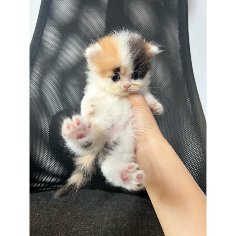 Kucing Kitten Persia Peaknose mix Flatnose (SOLD)