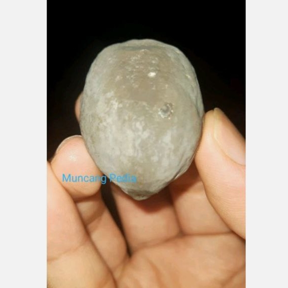 Kemiri / Muncang Adu Jayanti Semar MuncangPedia IvanDP