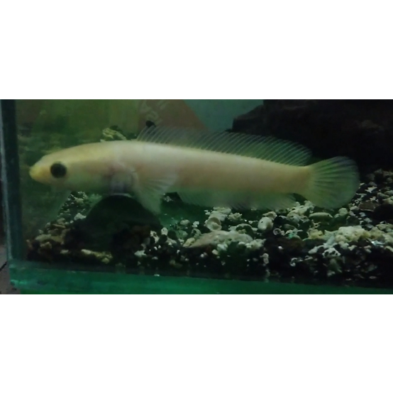 Channa Limbata Golden Xanthic Kolpri 100% Asli Real Pict Sesuai Foto