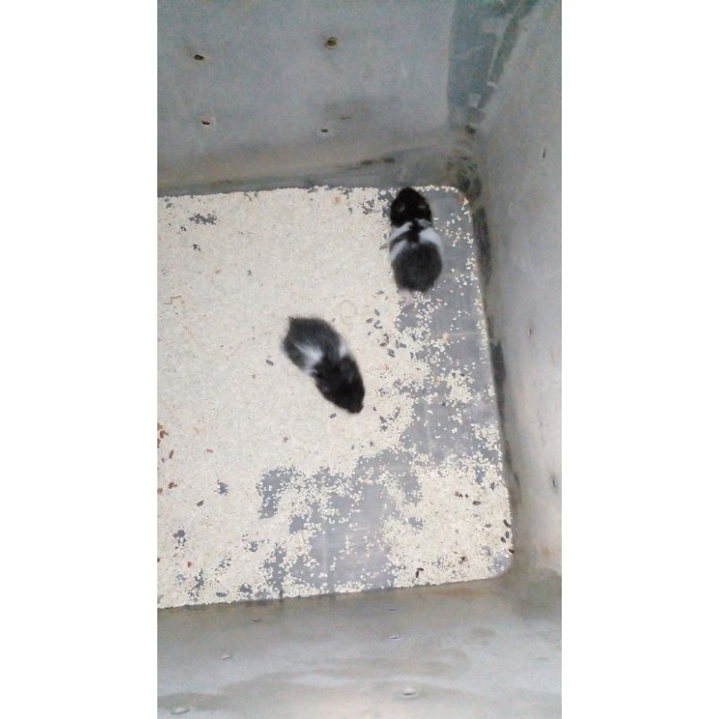 mainan hamster panda syrian longhair motif unik