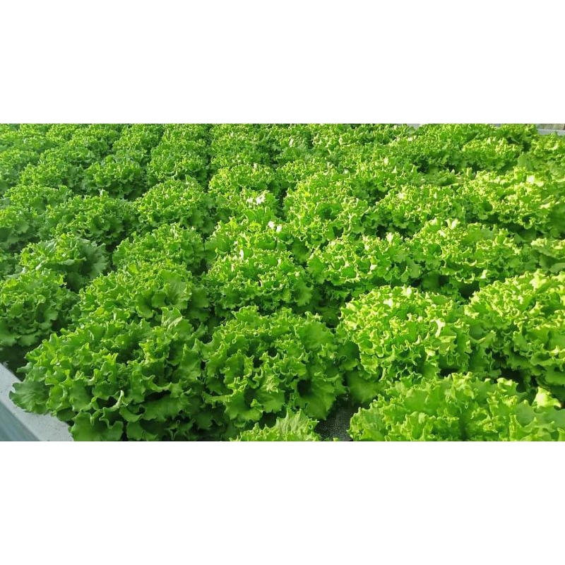 

Selada Keriting Segar Hidroponik